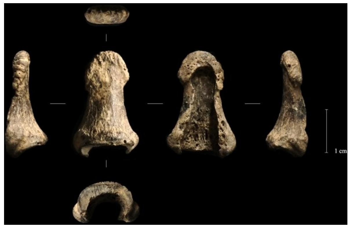 Paleolithic Hunters: A Guide to Ancient Spears & Ivory Boomerangs